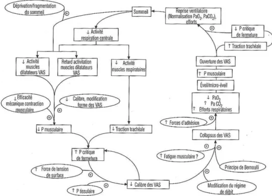 Figure 1-1 Les facteurs qui participent au déclenchement de l’obstruction des VAS (Sériès 2004) 