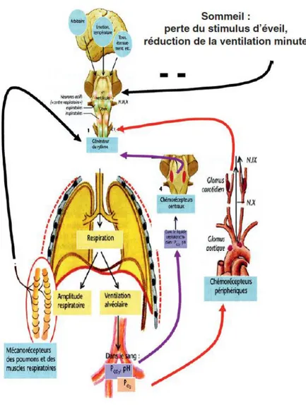 Figure 1-3 Physiologie de la ventilation au cours du sommeil (Levy, Tamisier, and Pépin 2011)