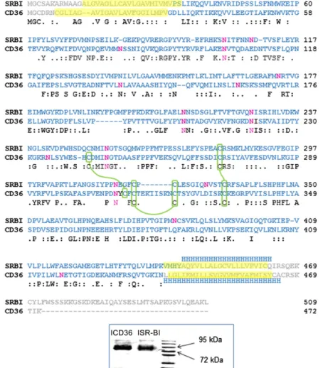 Fig.     1.   Sequence alignment of CD36 and SR-BI. 