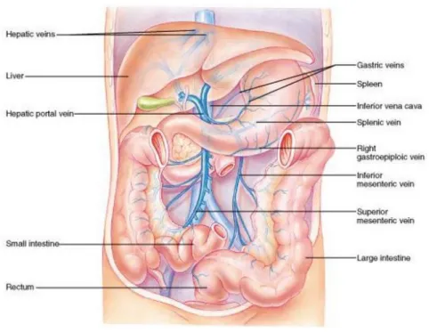 FIGURE  2.1:  Illustration  of  liver  anatomy  and  surrounding  vessels,  the  figure  is  cited  from  the website of (Cummings, 2001)