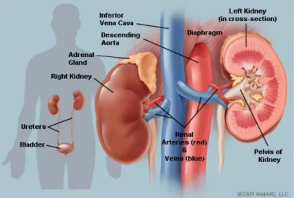 FIGURE 2.2: Illustration of the kidney anatomy cited from  (&#34;Picture of the Kidneys,&#34; 2014)