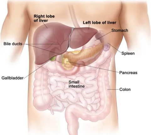 FIGURE  2.3:  Illustration  of  the  pancreas  position  in  the  abdomen  (&#34;REAL  HUMAN  PANCREAS,&#34; )  
