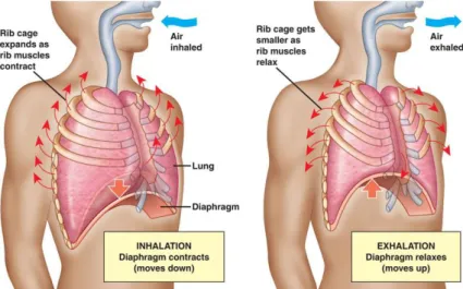 FIGURE 3.3: 1 Illustration of breathing motion. Left: the inhalation motion; Right: the exha- exha-lation (Joseph, 2010)