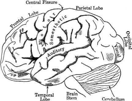 Figure 1.3: Lateral surface of the cerebral hemisphere [Dewey 2007]. On each hemi- hemi-sphere, there are four lobes bounded by fissures: the frontal lobe, parietal lobe, occipital