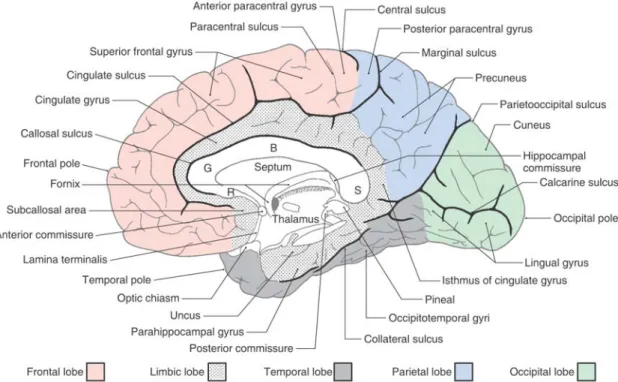 Figure 1.4: Medial surface of the cerebral hemisphere [Haines 2015]. Different lobes and their associated gyri and sulci are marked in this figure.