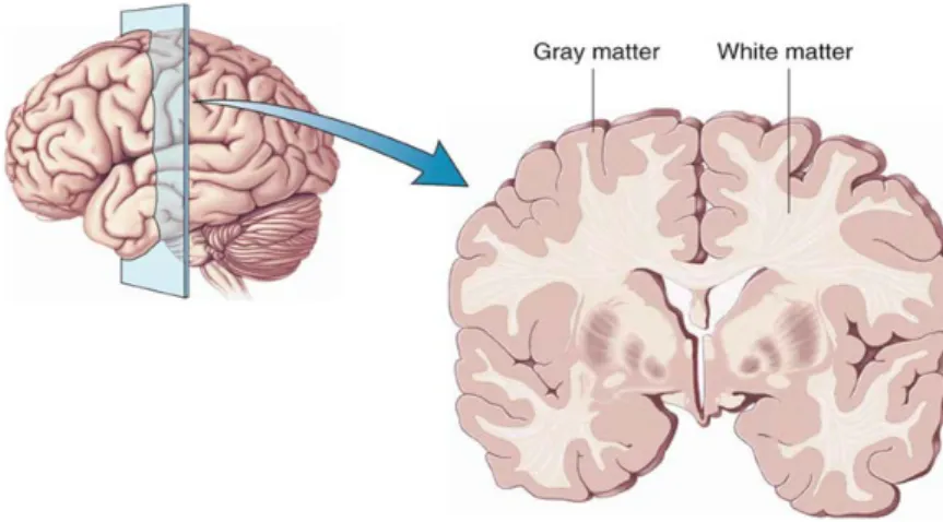 Figure 1.6: Gray and white matter in human brain [Giovannoni 2015].