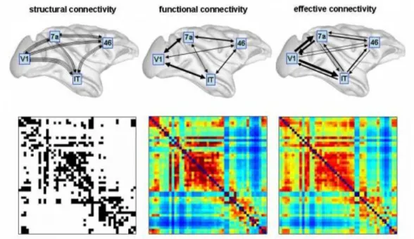 Figure 1.8: Patterns of brain connectivity [Honey 2007, Sporns 2007]. The upper half of this figure illustrates structural connectivity (fiber pathways), functional connectivity (correlations), and effective connectivity (information flow) among four brain