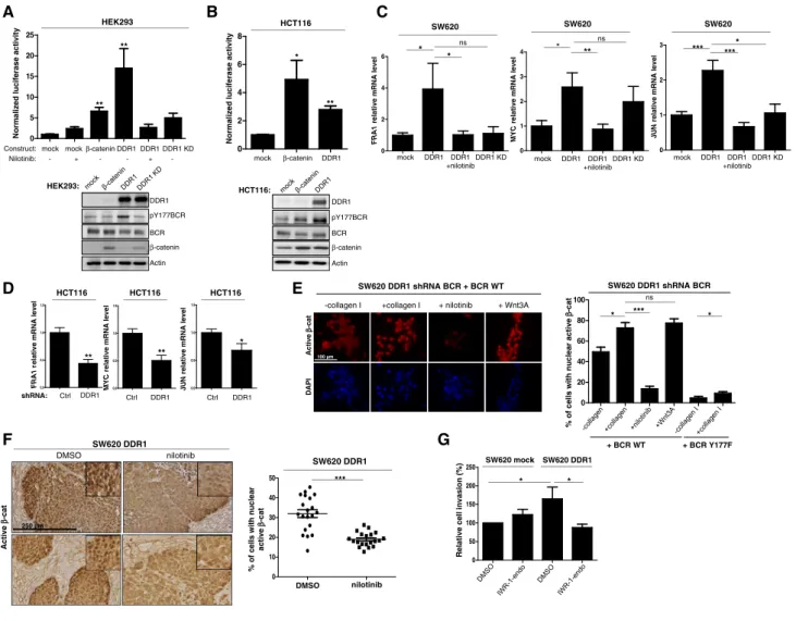 Figure 6 . DDR 1 kinase signalling increases b -catenin transcriptional activity.