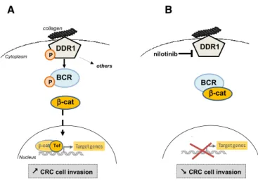 Figure 8. Proposed model for kinase-dependent DDR1 invasive activity in CRC cells.