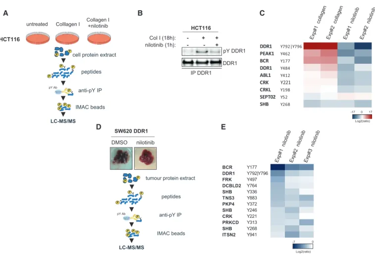 Figure 4. Quantitative phosphoproteomic analyses identifies BCR as a novel DDR1 substrate.