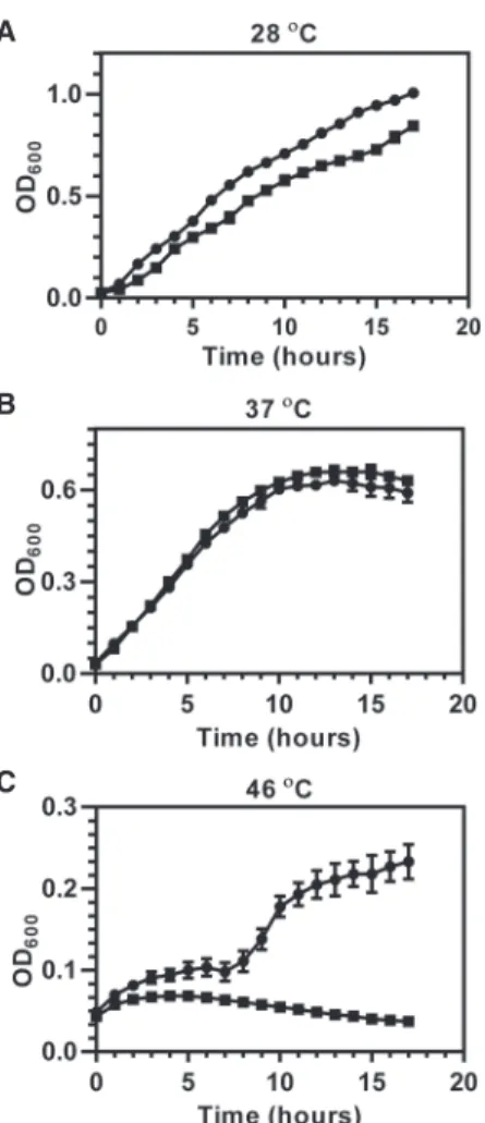 FIGURE 1. Growth of wild-type P. aeruginosa PA14 and the trmD conditional knockout strain establishes TrmD as an essential enzyme in PA14