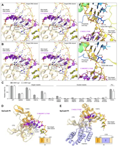Figure 5. PAM recognition mechanism