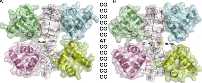 Fig. 1. Overall structure of a Z-Z junction. The DNA duplex is shown as a skeletal model for the Hepes-free (Left, A) and Hepes (Right, B) structures, respectively, colored according to atom type except for the Hepes molecule (Orange)