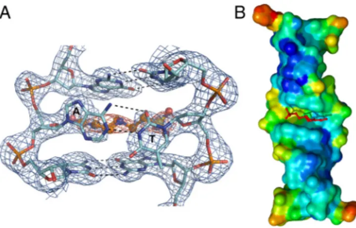 Fig. 2. Conservation of the protein–DNA interactions in the Zα/Z-Z DNA complex. Superimposition of the Z α domain from the search model PDB ID 1QBJ (Cyan) and chain C of the Hepes-free structure of the ZZ junction (Yellow)