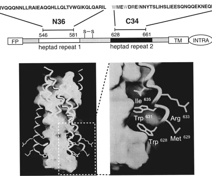 Figure  1:  HIV-1  gp4l  Core Structure SGIVQQQNNLLRAIEAQQHLLQLTVWGIKQLQARIL N36 WMEWDREINNYTSLIHSLIEESQNQQEKNEQELLC34 54I6  8 628  661