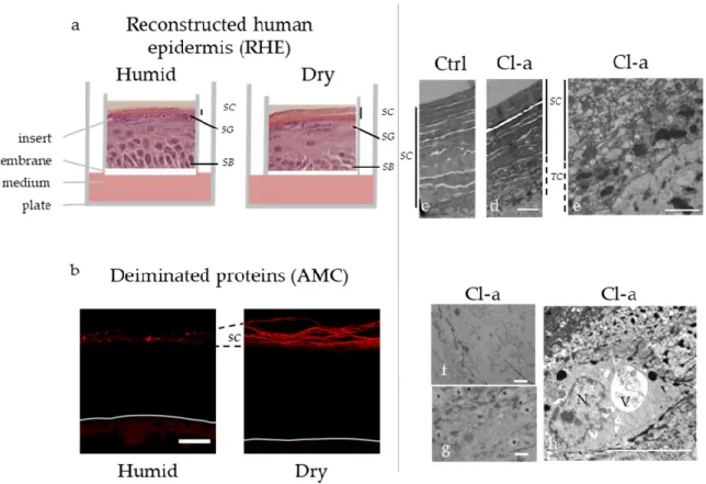 Figure  3.  Production  of  3D  reconstructed  human  epidermis  (RHE)  in  a  dry  atmosphere  induces  deimination while inhibition of deimination by Cl-amidine alters autophagy at the transition stratum  granulosum / stratum corneum