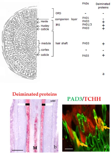 Figure 4. PADs and deiminated proteins in the hair follicles. (a) Schematic representation of a hair  follicle section and detection of both PADs and deiminated proteins, as reported in [26,27]