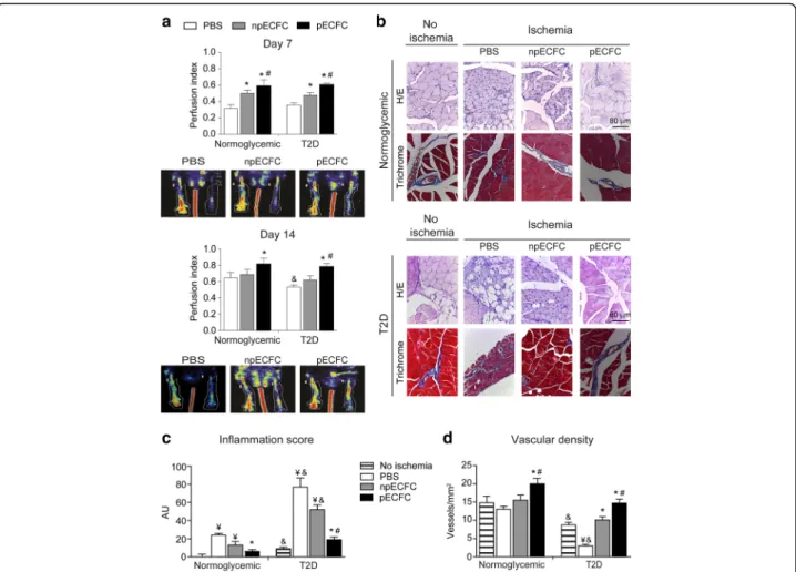 Fig. 6 Acidic preconditioning enhanced endothelial colony-forming cell (EFCF)-mediated neovascularization in ischemic hind limbs of normoglycemic and diabetic mice