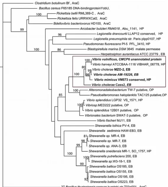 Figure 2. Phylogenetic tree of Cass2 sequence with evolutionary distances. Bootstrap values $80% are shown over the internodes for 36 sequence homologues