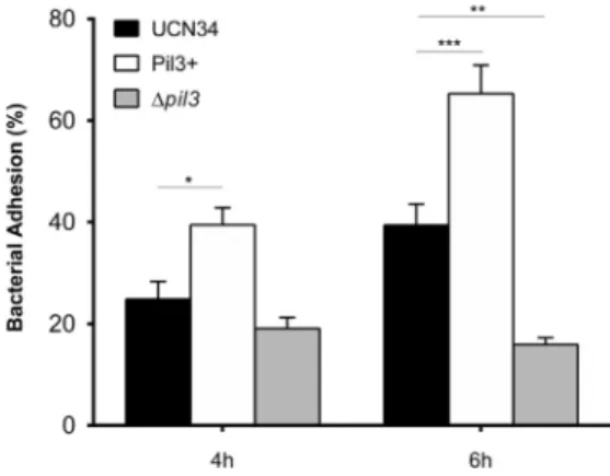 Fig. 1. Role of Pil3 pilus in the adherence of Sgg UCN34 to human colorectal cancer cells Caco-2