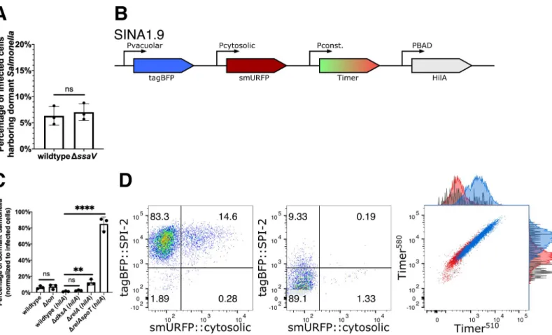 Fig 3. S. Typhimurium dormancy is negatively regulated by SpoT. (A) HeLa cells were infected with SINA1.1-harboring S