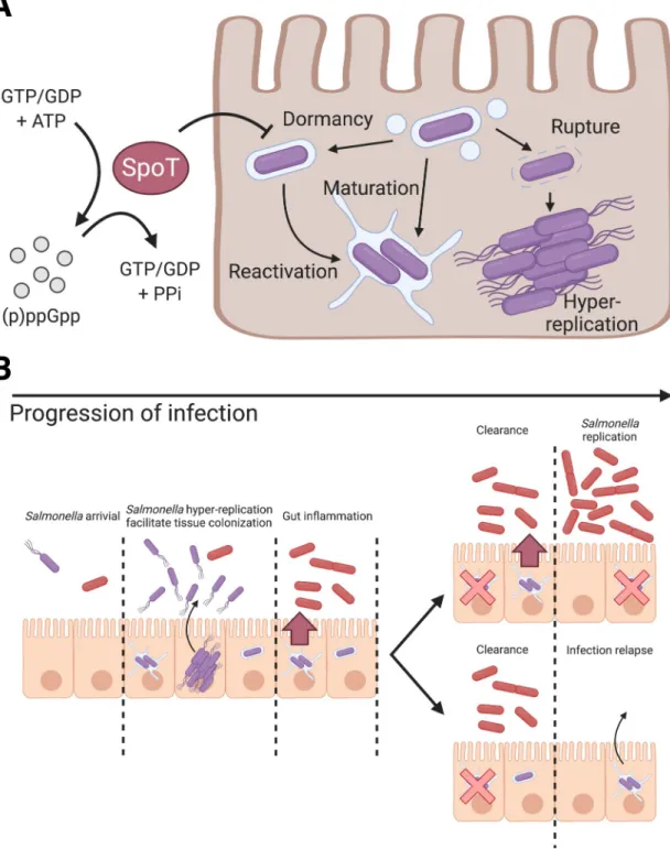 Fig 4. Schematic illustration of the role of (p)ppGpp alarmone pathway on S. Typhimurium dormancy in enterocytes and the proposed pathophysiological implication of S