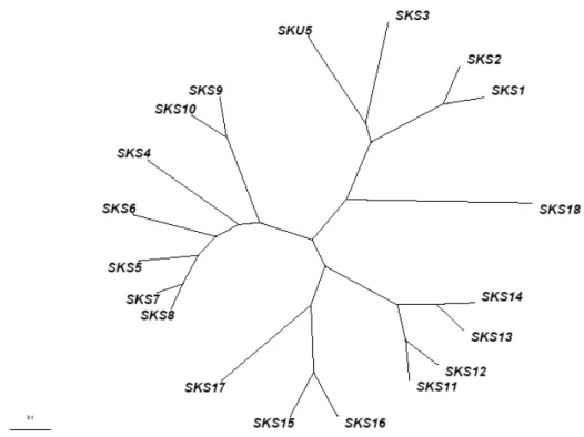 Figure I-6. cDNA  un rooted phylogenetic tree calculated by DNA maximum likelihook program with  molecular clock