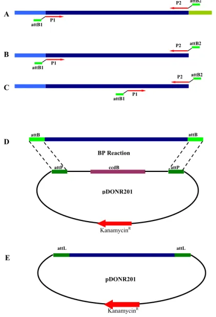 Figure II-3. SKU5/CBP1 and At/ZmABP1 genes were modified and cloned into pDONR201 vector