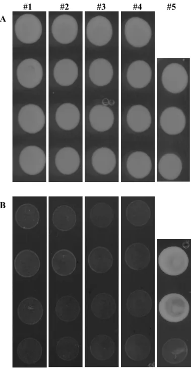 Figure II-7 Interaction detective  between SKU5 and ABP1/C-part  ABP1.  