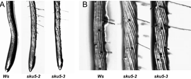Figure III-5. Skewed roots of sku5-2 and sku5-3 single null mutants on medium containing 0.8% agar