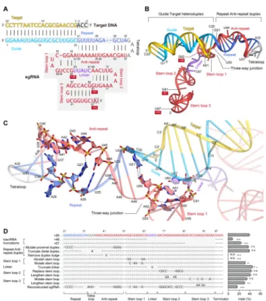 Figure 4. sgRNA and its target DNA