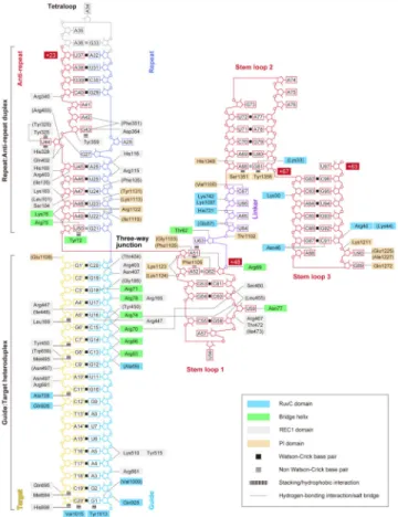 Figure 5. Schematic representation of sgRNA:target DNA recognition by Cas9
