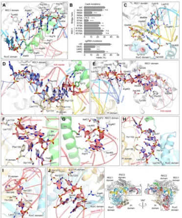 Figure 6. sgRNA:target DNA recognition by Cas9