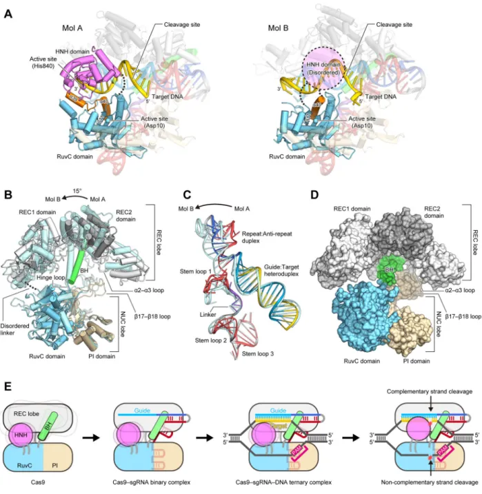 Figure 7. Structural flexibility of the complex and a model for RNA-guided DNA cleavage by  Cas9