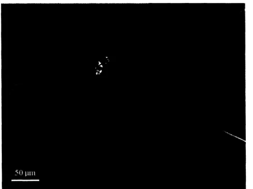 Figure  2-3:  A  micro-capillary  with  a  ribbon  on  it  is  brought  near  a polyacrylamide micro-mount  to attach  it  to the  micro-mount.