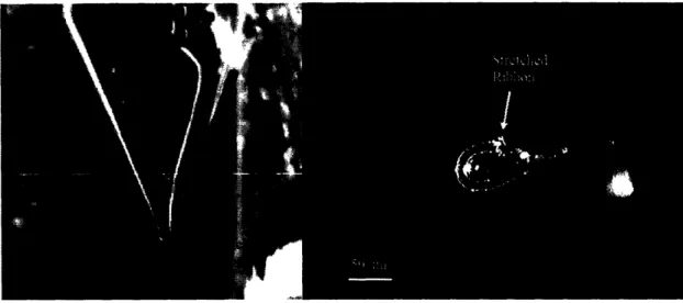 Figure  2-4:  Two  complete  samples.  The  sample  on  the  left  is  attached  to  a  micro- micro-mount,  and  the sample  on  the right  is  attached  to a nylon  loop.