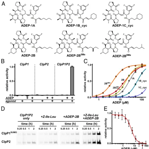 Fig. 1. ADEPs activate M. tuberculosis ClpP1P2 in vitro. (A) Chemical structures of ADEPs used in this study