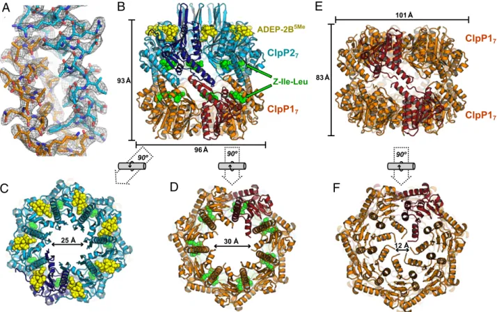 Fig. 2. ClpP1P2 and ClpP1P1 structures. (A) Electron-density map (contoured at 1.5 σ ) from the ClpP1P2 structure, showing equatorial interactions between residues 124 – 148 in a ClpP1 subunit (stick representation; orange carbons) and residues 136 – 162 i