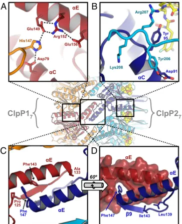 Fig. 6. Interactions that provide specificity within and between heptameric rings in ClpP1P2