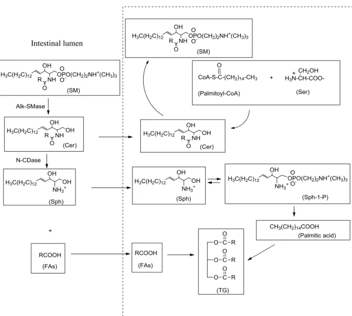 Figure  5:  Pathways  for  the  digestion  and  absorption  of  SM.  Alkaline  sphingomyelinase  (Alk- (Alk-SMase)  and  neutral  ceramidase  (N-CDase)  sequentially  hydrolyze  SM  to  ceramide  (Cer),  sphingosine  (Sph),  and  free  fatty  acid  (FFA)