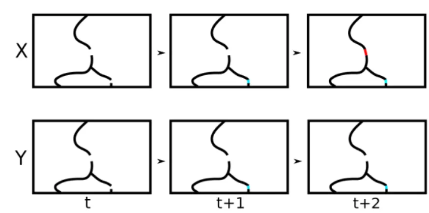 Figure 3.1: A coupling of the process (X t , Y t ) t∈ N . At time t + 1 we try to open the blue edge and at time t + 2, we try to open the red edge.