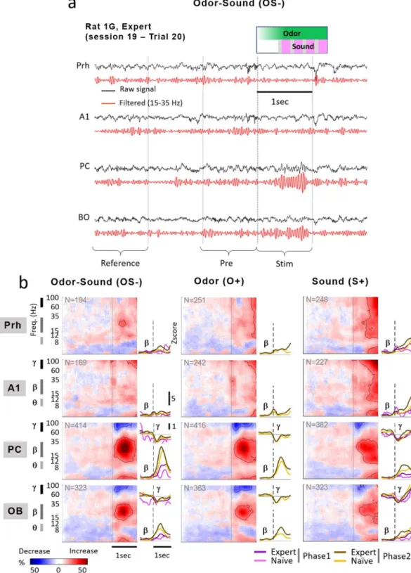 Figure 2.  Evolution of oscillatory power during learning for the uni- and multisensory stimuli