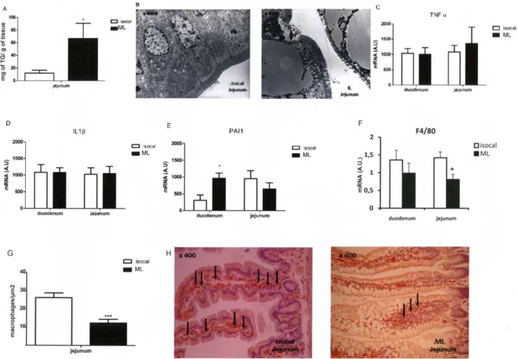 Figure 2. Intestinal lipid content and markers of inflammation in isocaloric or ML intragastrically infused mice