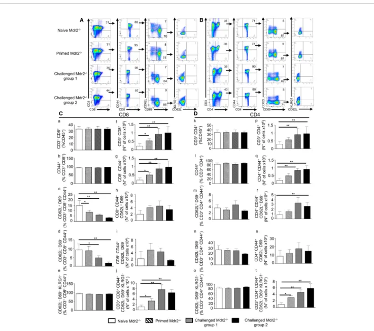 FIGURE 7 | Inoculation of SPZ in Mdr2 −/− mice results in a CD8 + and CD4 + effector, central, and tissue resident memory T cell expansion