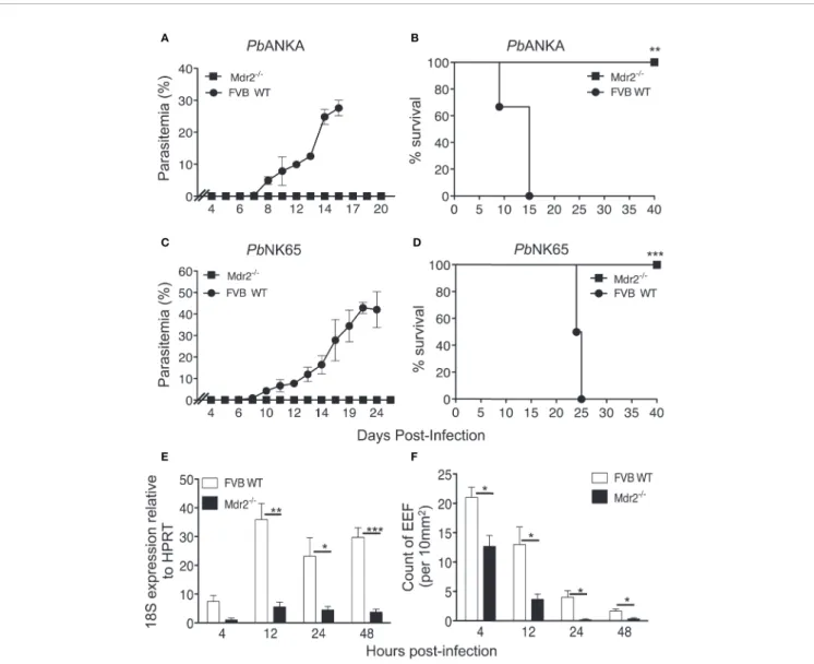 FIGURE 1 | Mdr2 −/− mice do not develop blood stage parasites. Parasitemia and survival of infected WT FVB and Mdr2 −/− mice