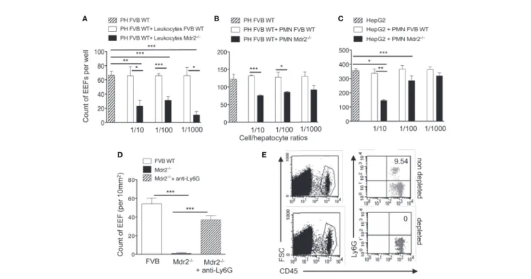 FIGURE 4 | Impairement by neutrophils of intra-hepatic parasite development in Mdr2 -/- mice