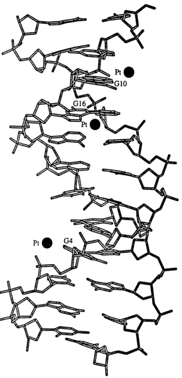 Figure  3.  Structure  of the dodecamer  d(CGCGAATTCGCG) after pre- pre-formed  crystals were soaked  with cisplatin.