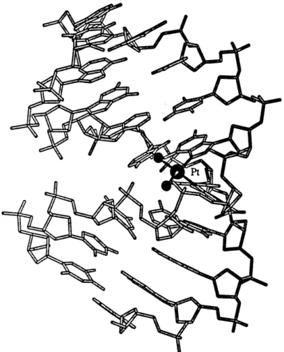Figure  5.  A representative  molecular mechanics  model of cis-{Pt(NH 3 ) 2 } 2 + bound to duplex DNA