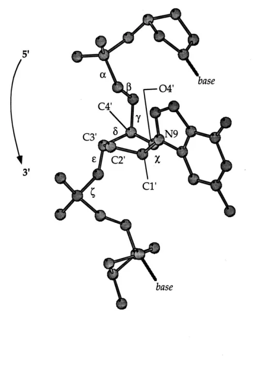 Figure 21.  Labeling  of the torsion angles  and deoxyribose  ring along the sugar-phosphate  backbone  of a segment of DNA.