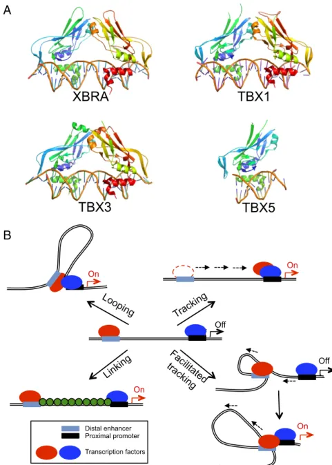 Fig. 1. The Tbox transcription factors bind contig- contig-uous DNA elements. (A) Structures of the Tbox DBD – DNA complexes of Xbra (PDB ID code 1XBR), TBX1 (PDB ID code 4A04), TBX3 (PDB ID code 1H6F), and TBX5 (PDB ID code 2X6V)